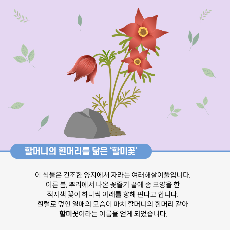 연보라색 바탕에 풀 그림이 연하게 그려져 있다. 가운데에는 고개를 숙인 빨간색의 할미꽃이 그려져 있다. 그 옆으로는 꼿꼿하게 서 있는 꽃 두 송이가 그려져 있다. 그 밑에는 할머니의 흰머리를 닮은 ‘할미꽃’ 이 식물은 건조한 양지에서 자라는 여러해살이풀입니다. 이른 봄, 뿌리에서 나온 꽃줄기 끝에 종 모양을 한 적자색 꽃이 하나씩 아래를 향해 핀다고 합니다. 흰털로 덮인 열매의 모습이 마치 할머니의 흰머리 같아 할미꽃이라는 이름을 얻게 되었습니다. 라고 적혀있다.