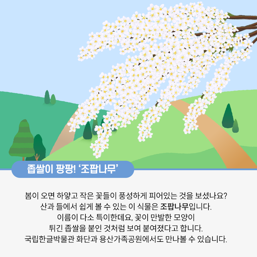 하늘과 들판이 그려진 배경 위에 팝콘처럼 생긴 꽃이 그려져 있다. 그 아래로는 좁쌀이 팡팡! ‘조팝나무’ 봄이 오면 하얗고 작은 꽃들이 풍성하게 피어있는 것을 보셨나요? 산과 들에서 쉽게 볼 수 있는 이 식물은 조팝나무입니다. 이름이 다소 특이한데요, 꽃이 만발한 모양이 튀긴 좁쌀을 붙인 것처럼 보여 붙여졌다고 합니다. 국립한글박물관 화단과 용산가족공원에서도 만나볼 수 있습니다. 라고 적혀있다.