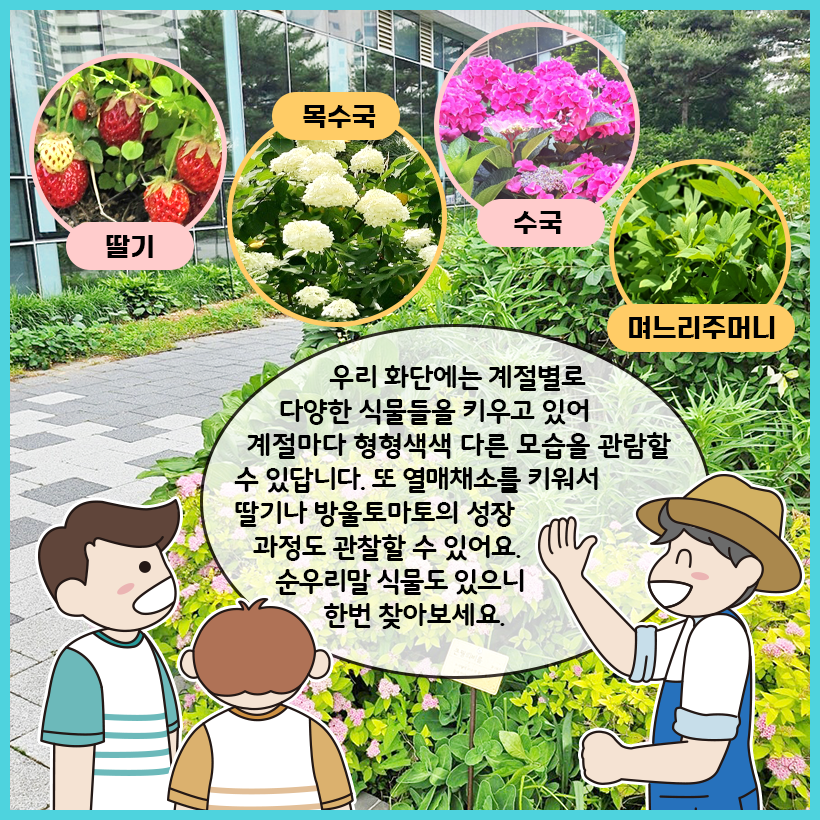오른쪽의 박물관 조경 담당자가 화단의 식물에 대해 설명한다. 설명 위에 딸기와 목수국, 수국, 며느리주머니의 사진이 있다.