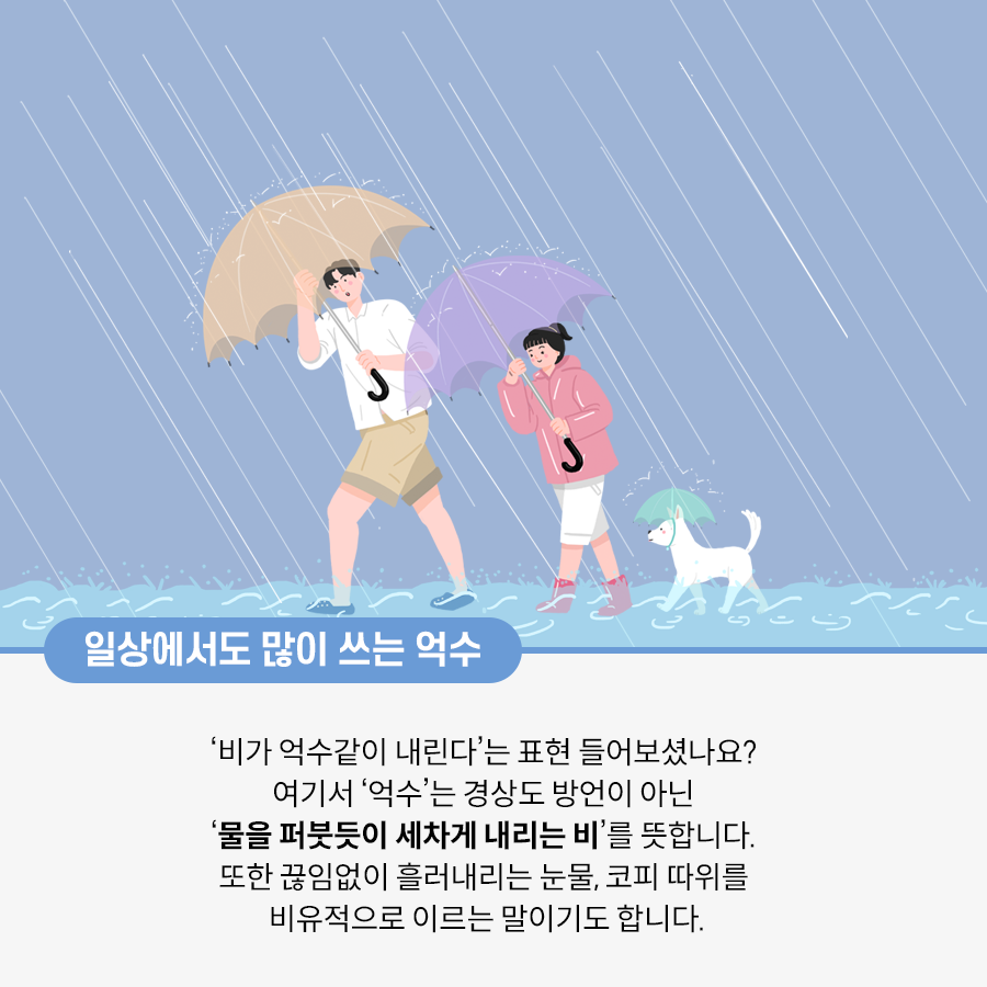 비가 세차게 오는 가운데 2명의 사람과 하얀색 개 한 마리가 걸어가고 있다. 두 사람은 두 손으로 우산을 꽉 잡고 있다. 개의 얼굴에 끈이 묶여 있고, 그 끈 위로 우산이 있다. 비가 많이 와서 바닥이 물에 잠겨 있다.